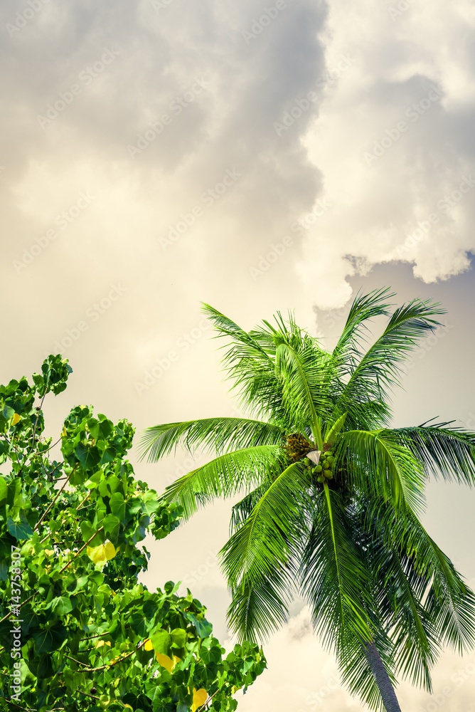 Tropical landscape with coconut palm trees, vegetation and sky in bright green colors. Photo from Poda Island, Krabi province, Southern Thailand.