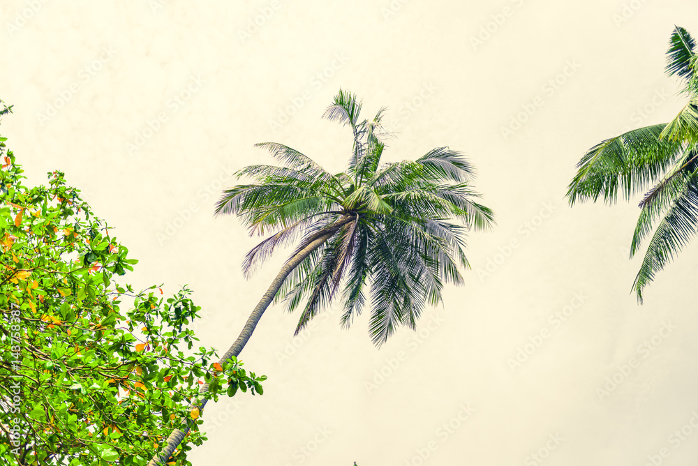 Tropical landscape with coconut palm trees, vegetation and sky in bright green colors. Photo from Poda Island, Krabi province, Southern Thailand.