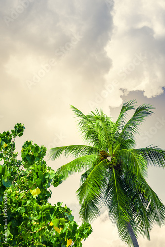Obraz na płótnie Tropical landscape with coconut palm trees, vegetation and sky in bright green colors. Photo from Poda Island, Krabi province, Southern Thailand. w salonie