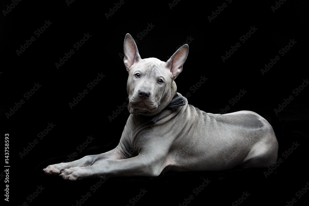 Thai ridgeback puppy