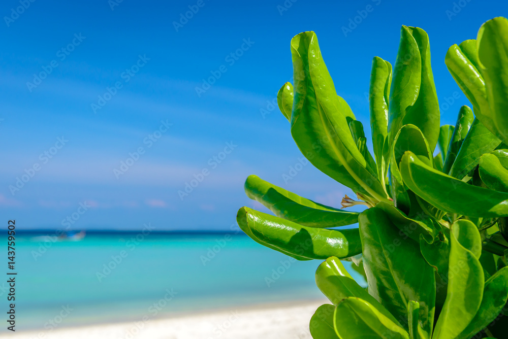 Close up green tropical plant with blurred turquoise sea background. Travel concept. Photo from Ko Phi Phi Don, Phi Phi Islands, Krabi province, Southern Thailand.