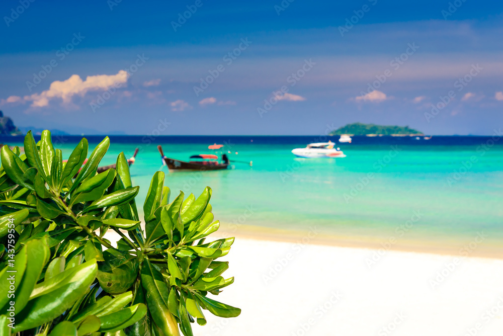 Close up green tropical plant with blurred sea background. Photo from Phi Phi Island, Krabi, Thailand.
