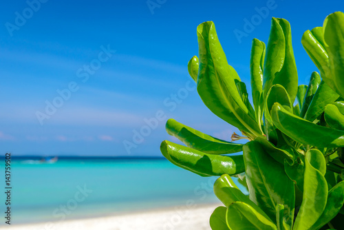 Obraz na płótnie Close up green tropical plant with blurred turquoise sea background. Travel concept. Photo from Ko Phi Phi Don, Phi Phi Islands, Krabi province, Southern Thailand. w salonie