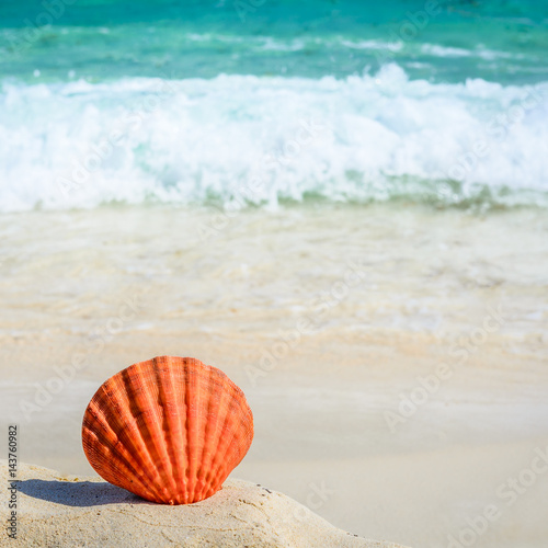 Obraz na płótnie Orange seashell on sandy tropical beach. Summer concept. w salonie
