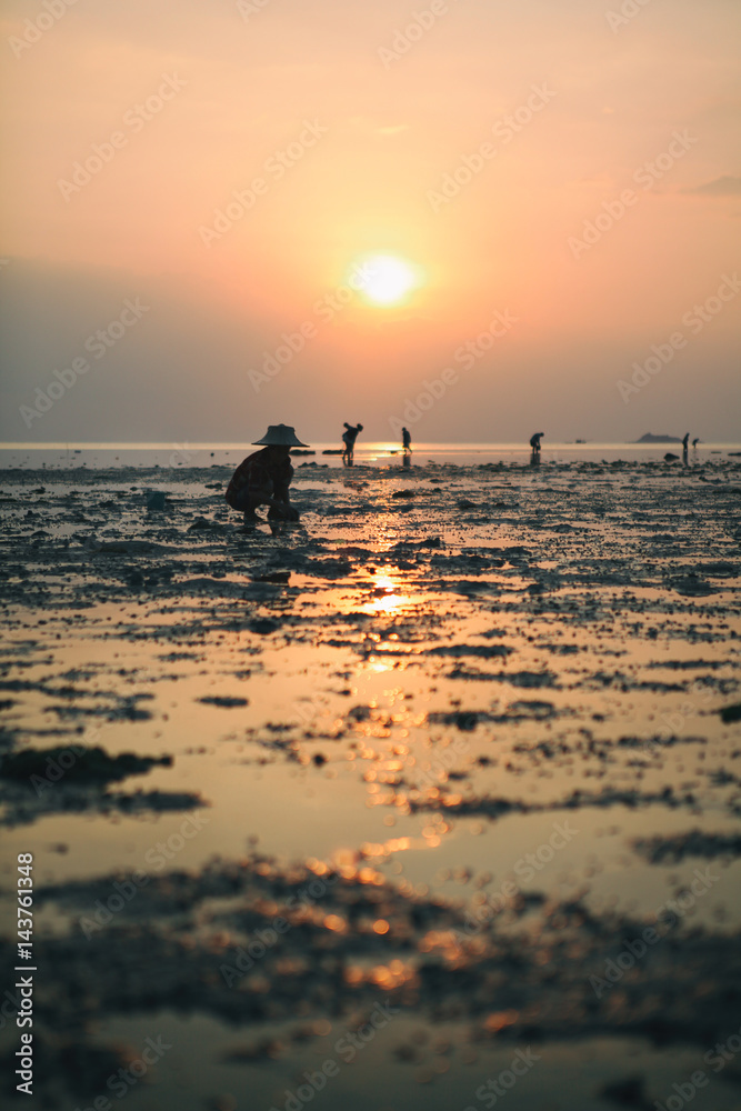 person in traditional Thai hat is collecting crabs at sunset