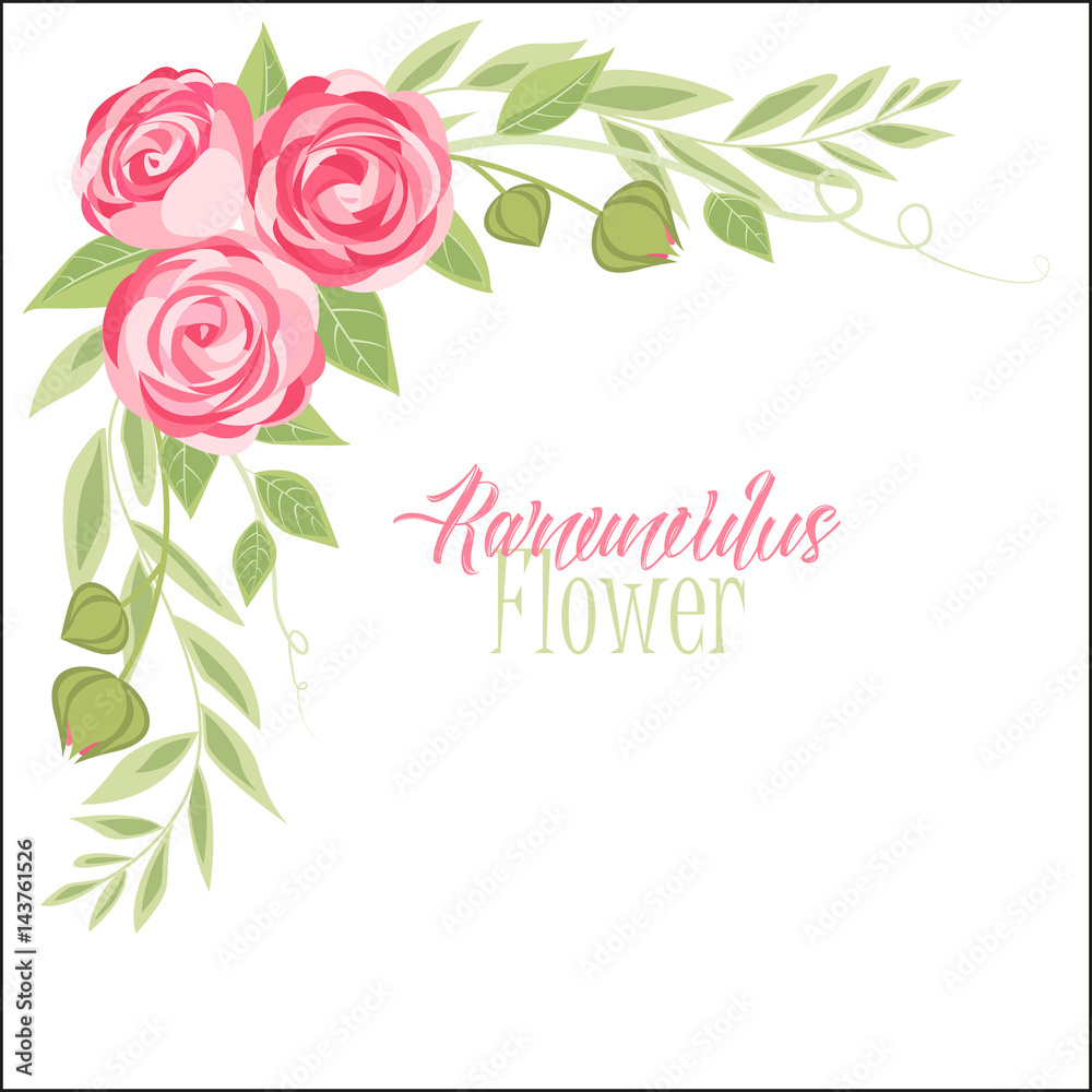 Vector ranunculus flower