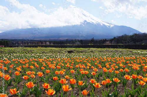 Flower garden in Japan