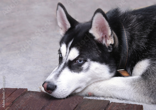 Close up on blue eyes of a beautiful husky dog. Portrait of siberian husky