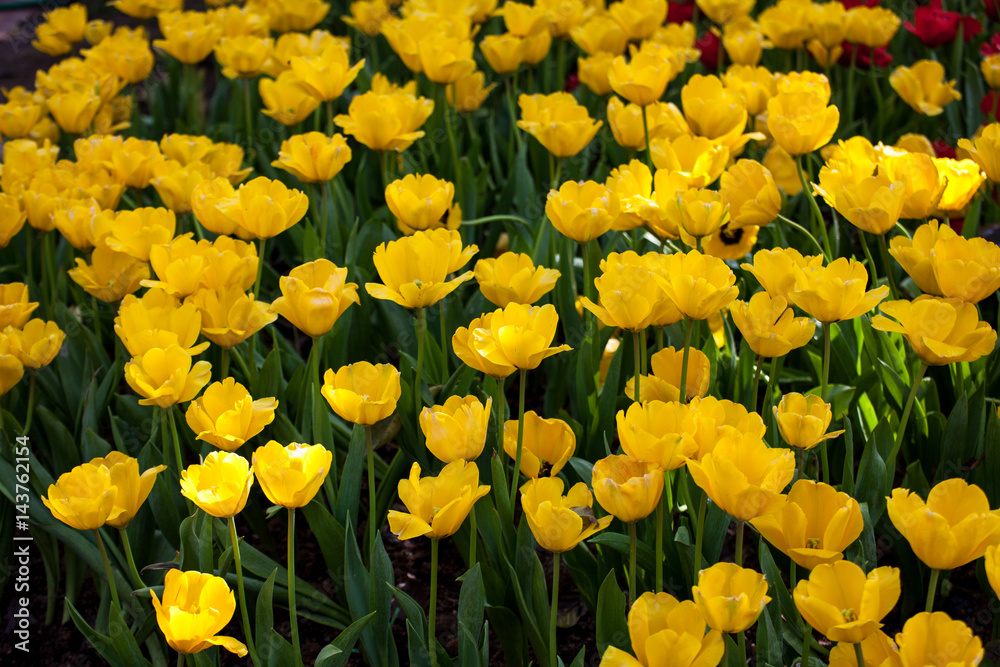 Tulip garden Tulip garden