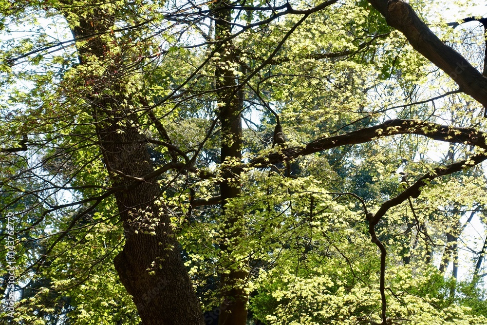 Obraz premium 早春