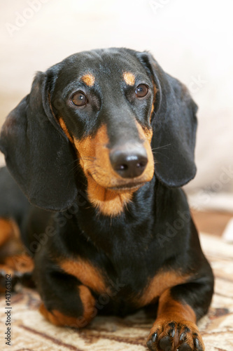Fototapeta Naklejka Na Ścianę i Meble -  dog breed dachshund