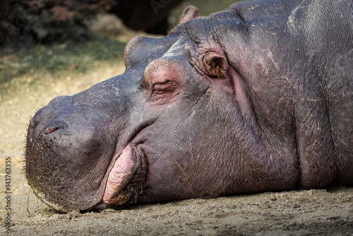 Dozing Hippo