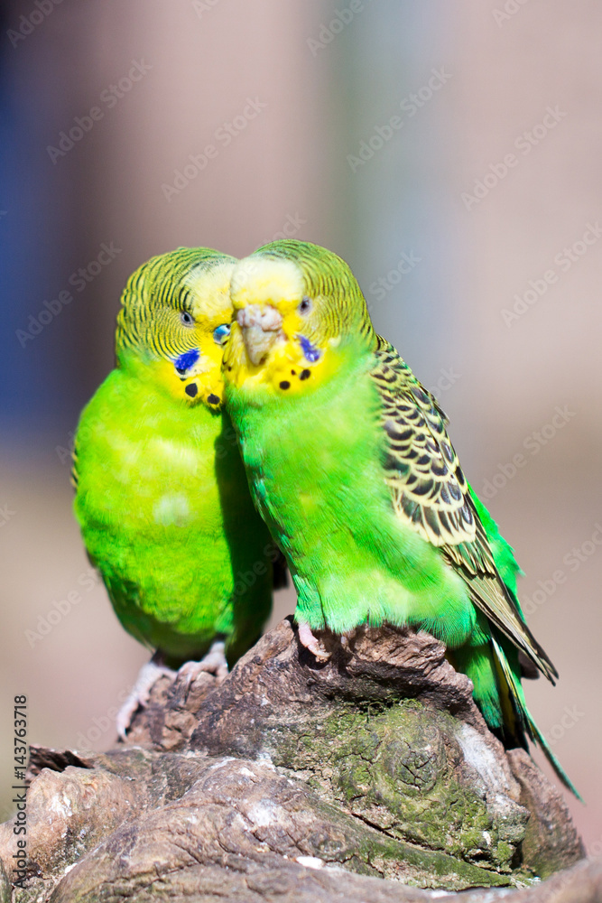 Fototapeta premium Parrot portrait of bird. Wildlife scene from tropic nature.