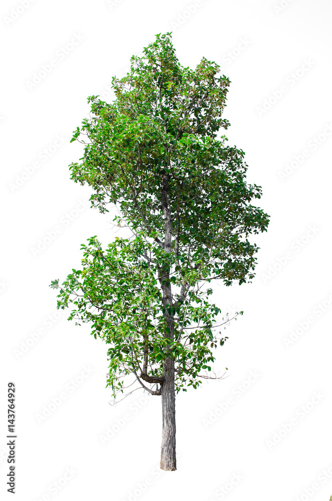 Isolated trees on white background , The collection of trees. Isolated trees on white background , The collection of trees.