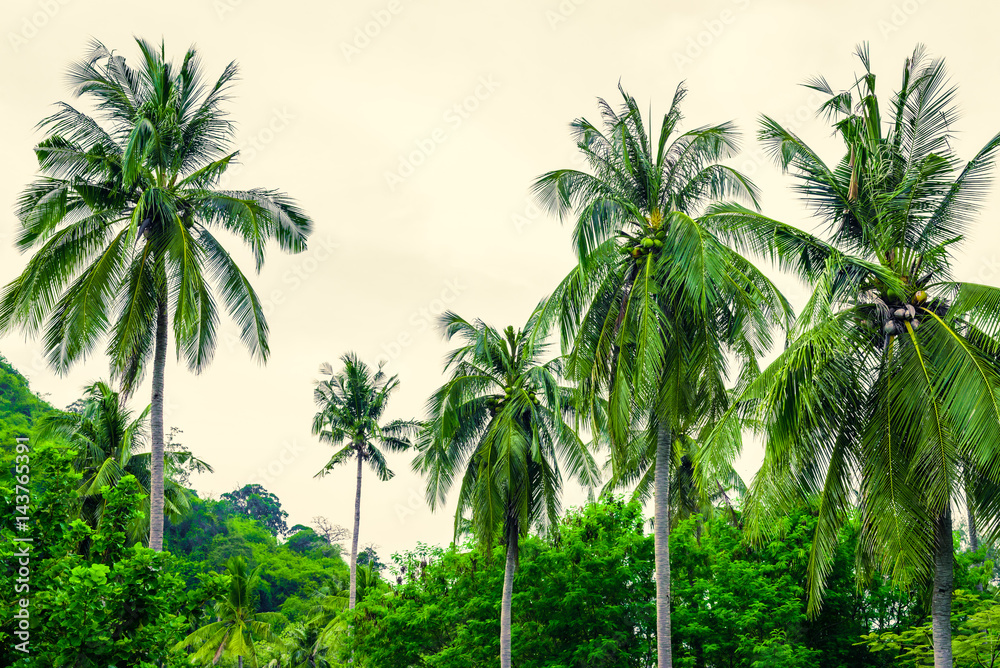 Tropical landscape with coconut palm trees, vegetation and sky in bright green colors. Photo from Poda Island, Krabi province, Southern Thailand.