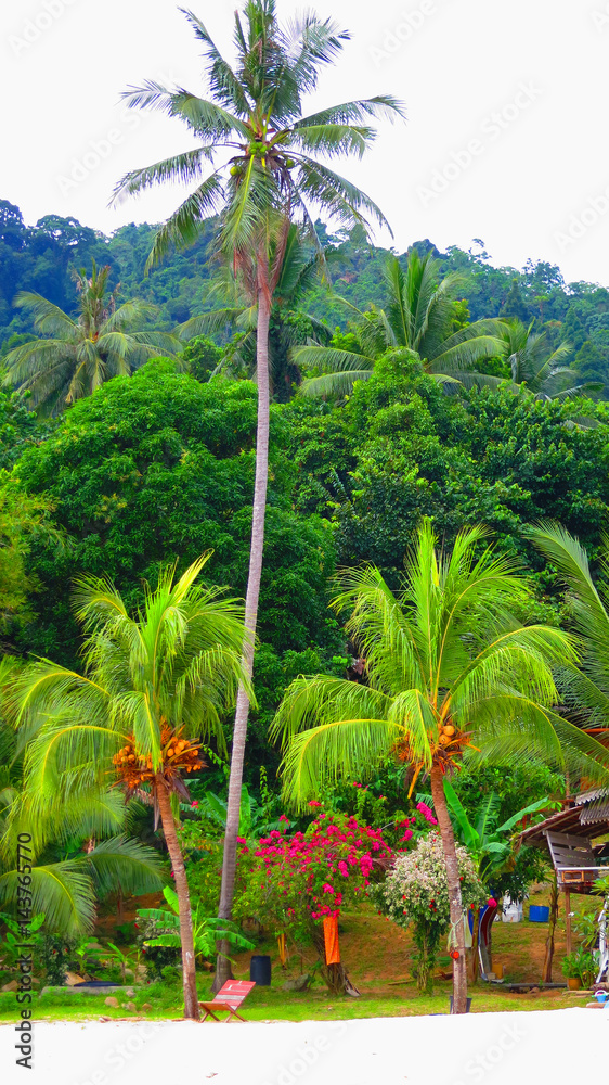 Lush green plantations by the sea off the sand on the Perhentian Island, Malaysia