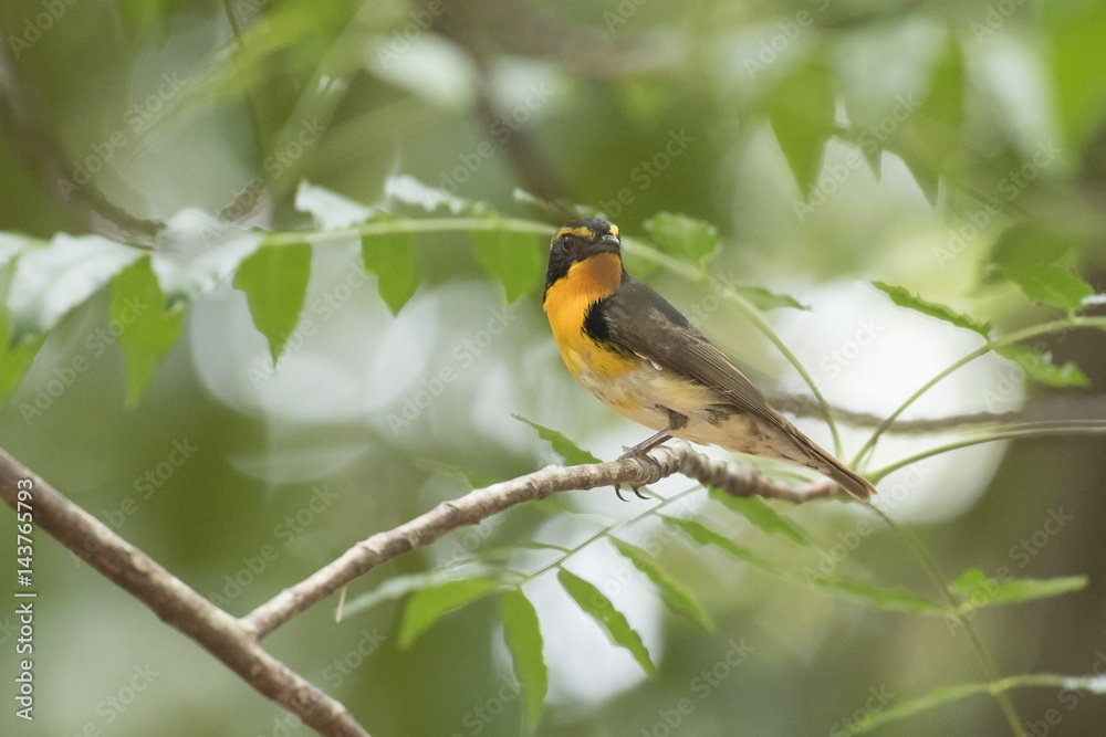 Narcissus Flycatcher, Abstract background Narcissus Flycatcher, Abstract background