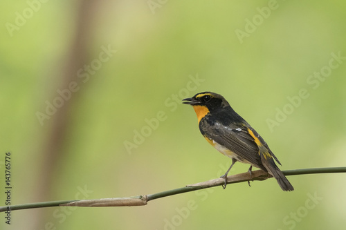  Narcissus Flycatcher, Abstract background