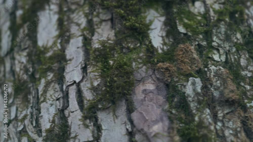 close up ahs tree bark with mos, uhd prores footage close up ahs tree bark with mos, uhd prores footage
