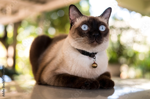 Fototapeta Naklejka Na Ścianę i Meble -  Siamese cat