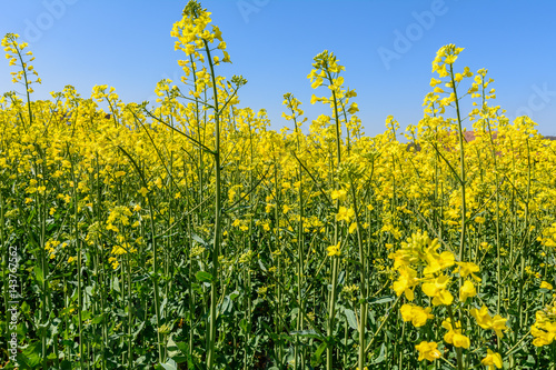 Raps mit blauem Himmel