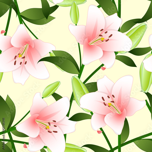 Lilium candidum, the Madonna lily or Pink Lily on Beige Ivory Background. Vector Illustration