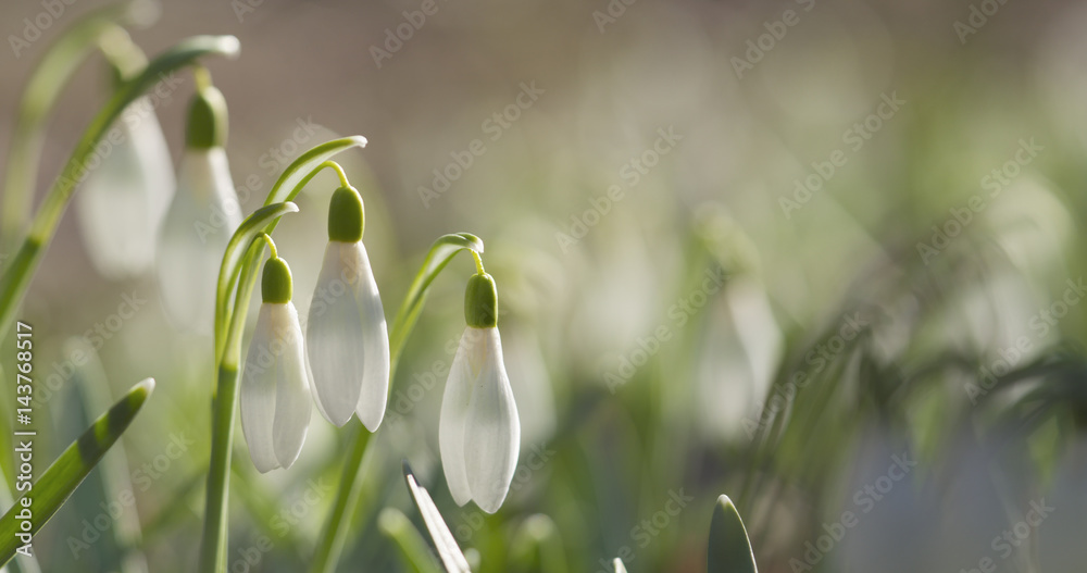 Obraz premium white snowdrops in sunny spring morning closeup, 4k photo