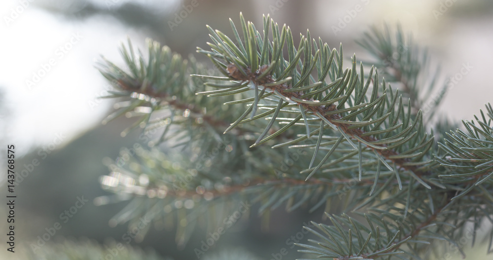 blue spruce branches in spring sunny day closeup, 4k photo