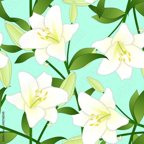 Lilium candidum, the Madonna lily or White Lily on Green Mint Background. Vector Illustration