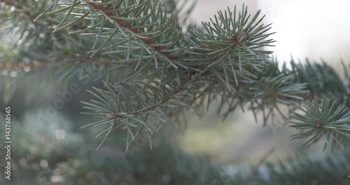 blue spruce branches in spring sunny day closeup  4k photo