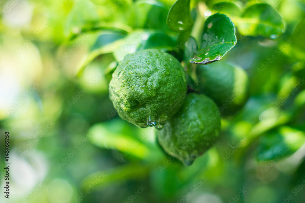 Bergamot