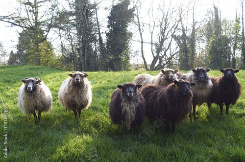 black welsh mountain sheeps photo