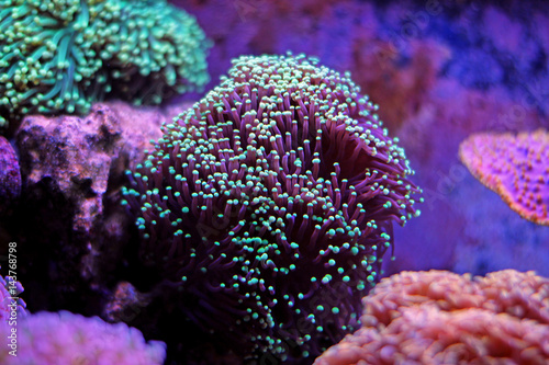 Euphyllia Torch Coral (Euphyllia glabrescens)
