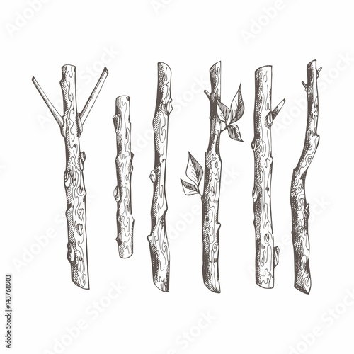 Tree branches. Vector set. Hand drawing