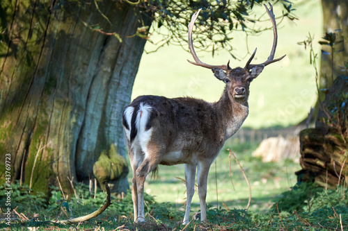 deer in the trees  dinefwr park  