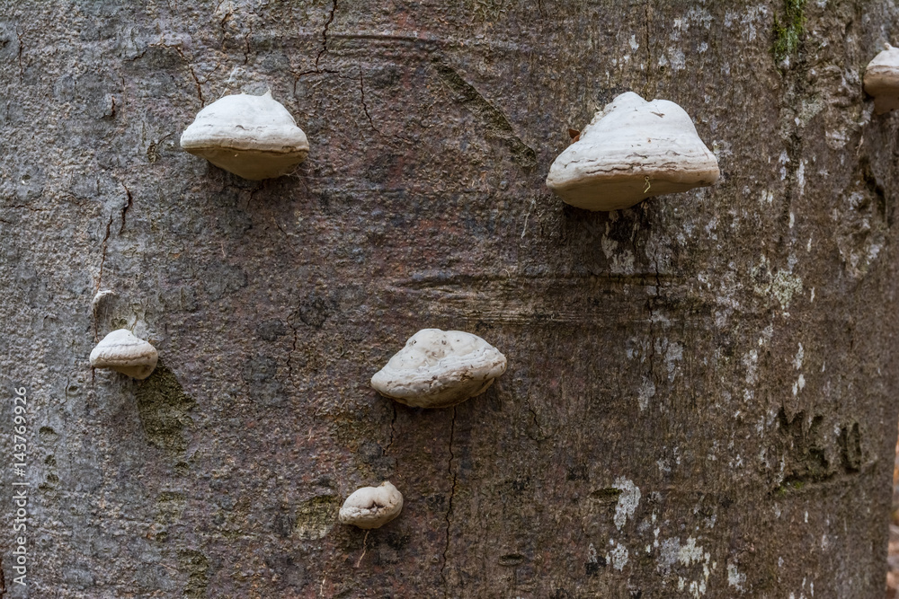 Fototapeta premium Tree Bark Trunk with Mushrooms Forest Closeup Biology Botany White Autumn