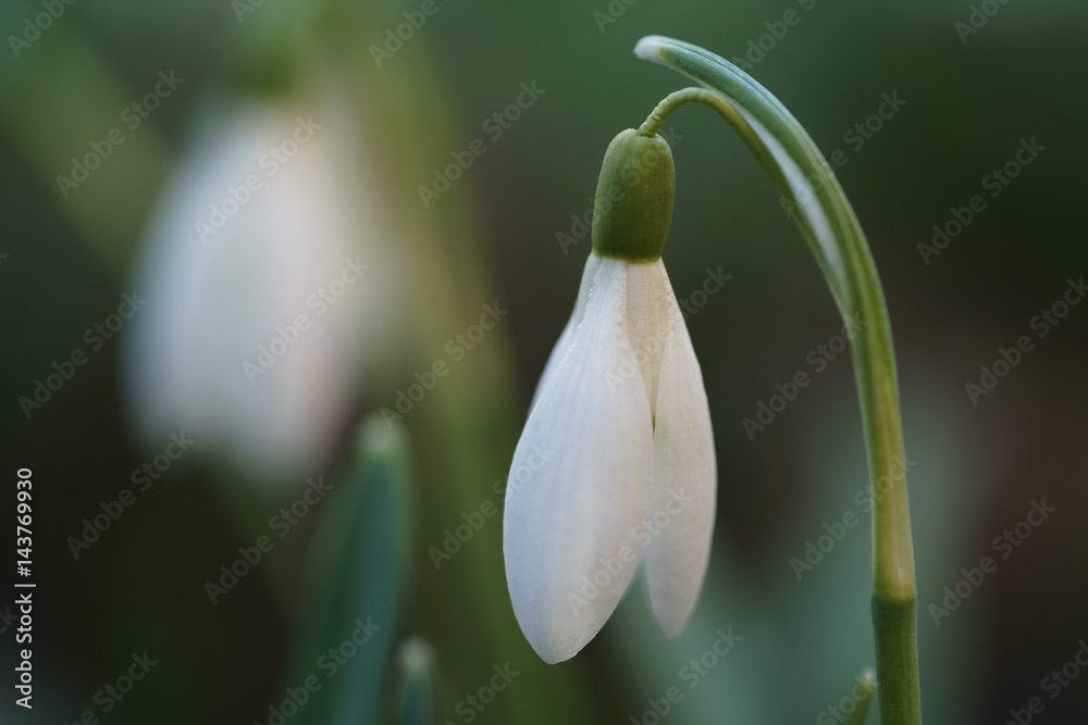 white snowdrop in first warm spring days with copy space, closeup photo with shallow focus white snowdrop in first warm spring days with copy space, closeup photo with shallow focus