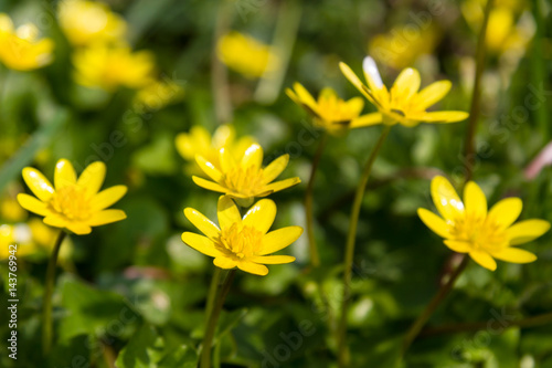 Celandine Flowers © lemanieh