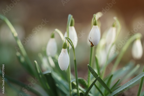 white snowdrops in first warm spring days with bee in it, closeup photo with shallow focus
