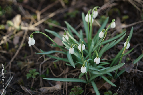 white snowdrops in first warm spring days  closeup photo with shallow focus