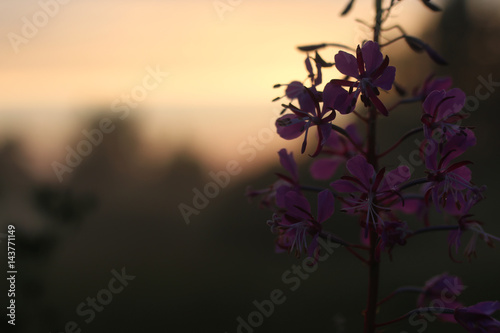 sunset flower fog