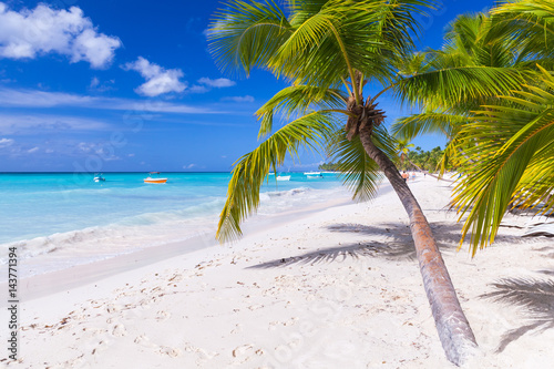 Coconut palms grow on white sandy beach