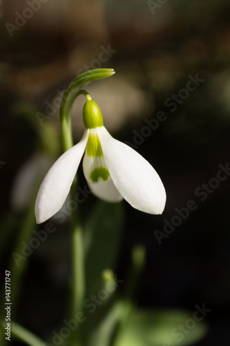 snowdrop flower closeup on the blurry background. Vertical photo. © artverau
