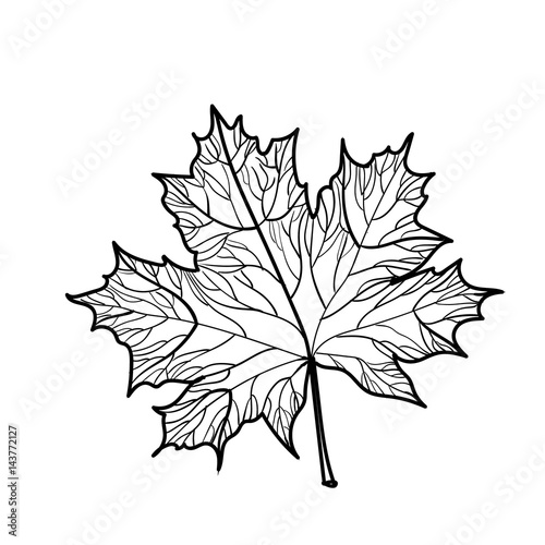 Hand drawn maple leaf isolated