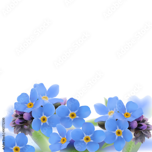 Forget-me-not. Myosotis.
Hand drawn vector illustration of blue spring flowers with yellow center on white background.