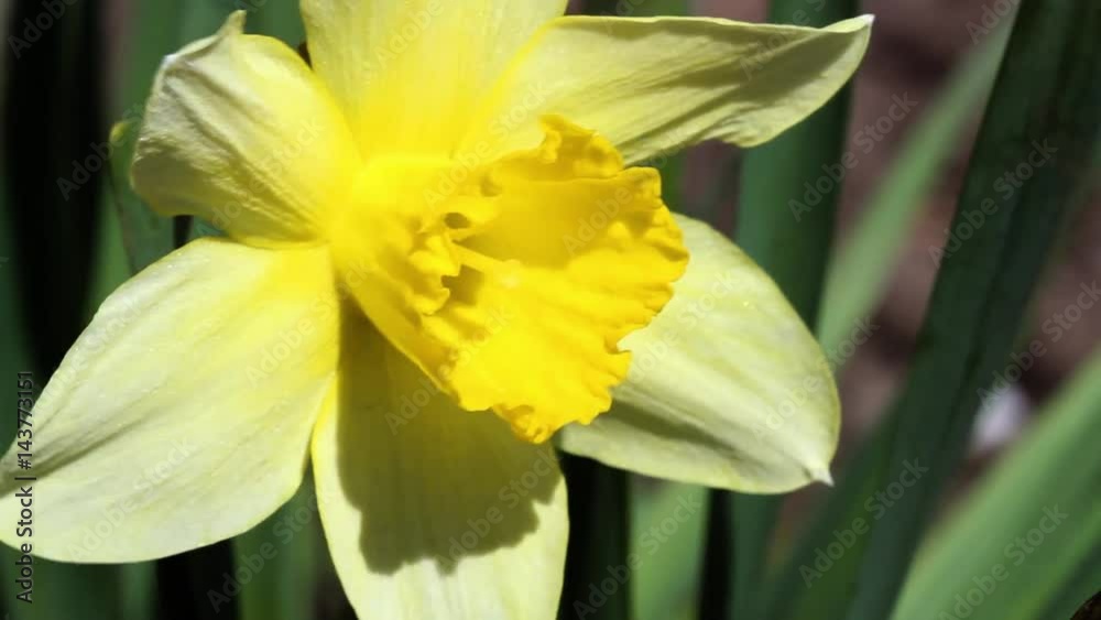 Close-up of spring narcissus plant in the grass. Close-up of spring narcissus plant in the grass.