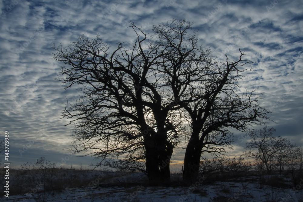 Trees on a hill on a cloudy evening Trees on a hill on a cloudy evening