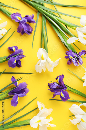 Fototapeta Naklejka Na Ścianę i Meble -  Purple and white iris flowers on yellow background