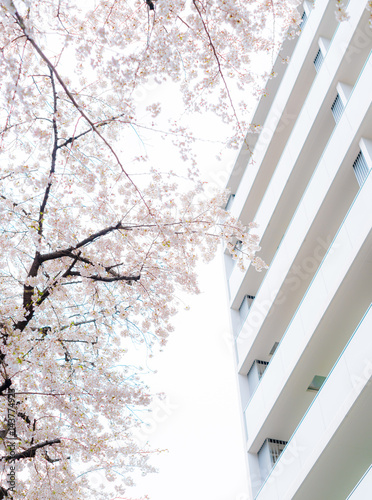 桜, マンション © ah