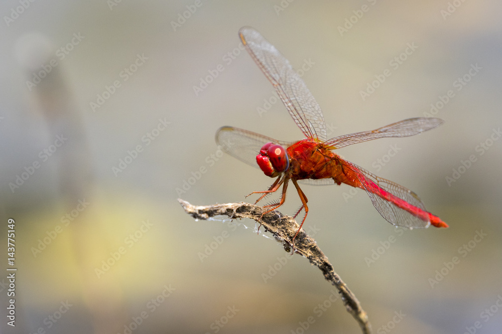 mage of dragonfly perched on a tree branch on nature background. Insect Animals. mage of dragonfly perched on a tree branch on nature background. Insect Animals.